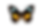 Olive Wing Media (2).png