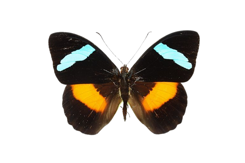 Olive Wing Media (2).png