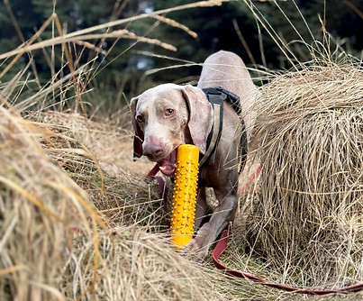 96d37eca-5f2e-4cc9-a5e5-62cc31373e7b.jfif