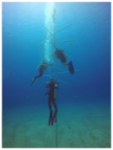 Coral Nursery Program