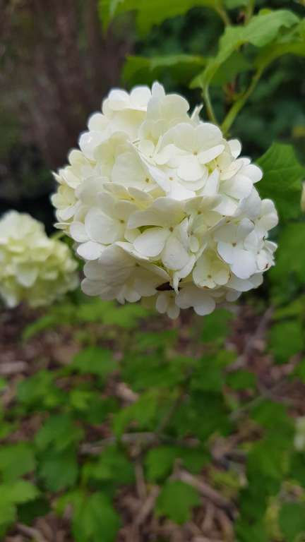 Thumbnail: Viburnum opulus 'Roseum',  Boule de neige