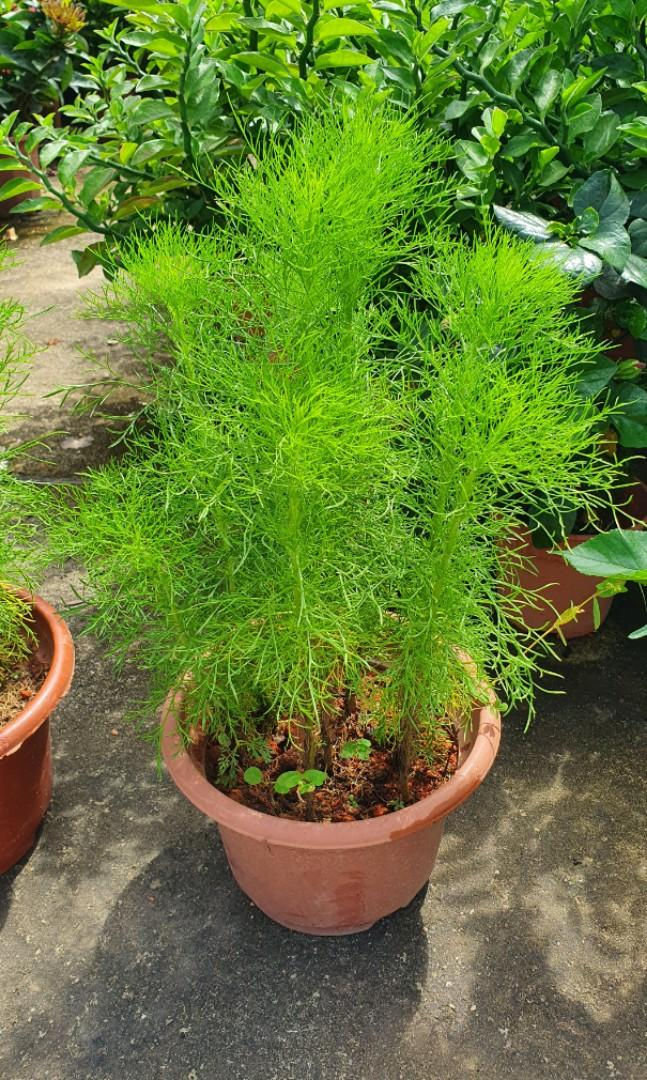 Miniature : Armoise à balais (Artemisia scoparia)