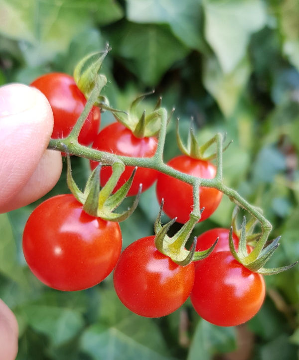 Miniature : Tomate Sauvage du Mexique
