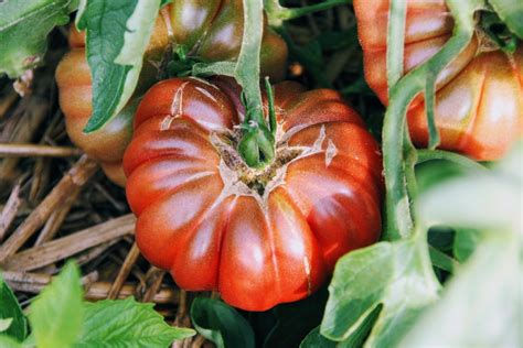 Miniature : Tomate Calabach Pourpre