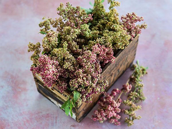 Miniature : Quinoa Cherry Vanilla