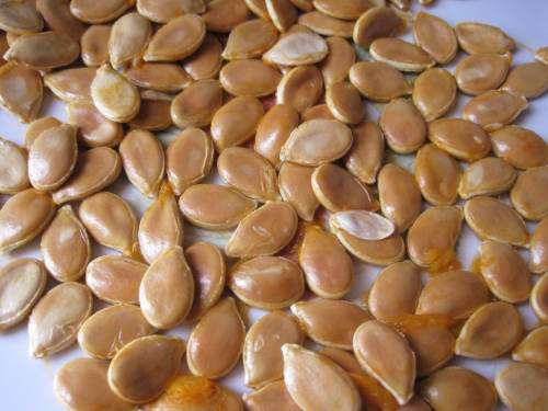 Thumbnail: graines Courge Butternut