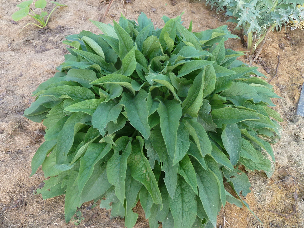 Miniature : Consoude officinale Bocking 14 (Symphytum officinale L.)