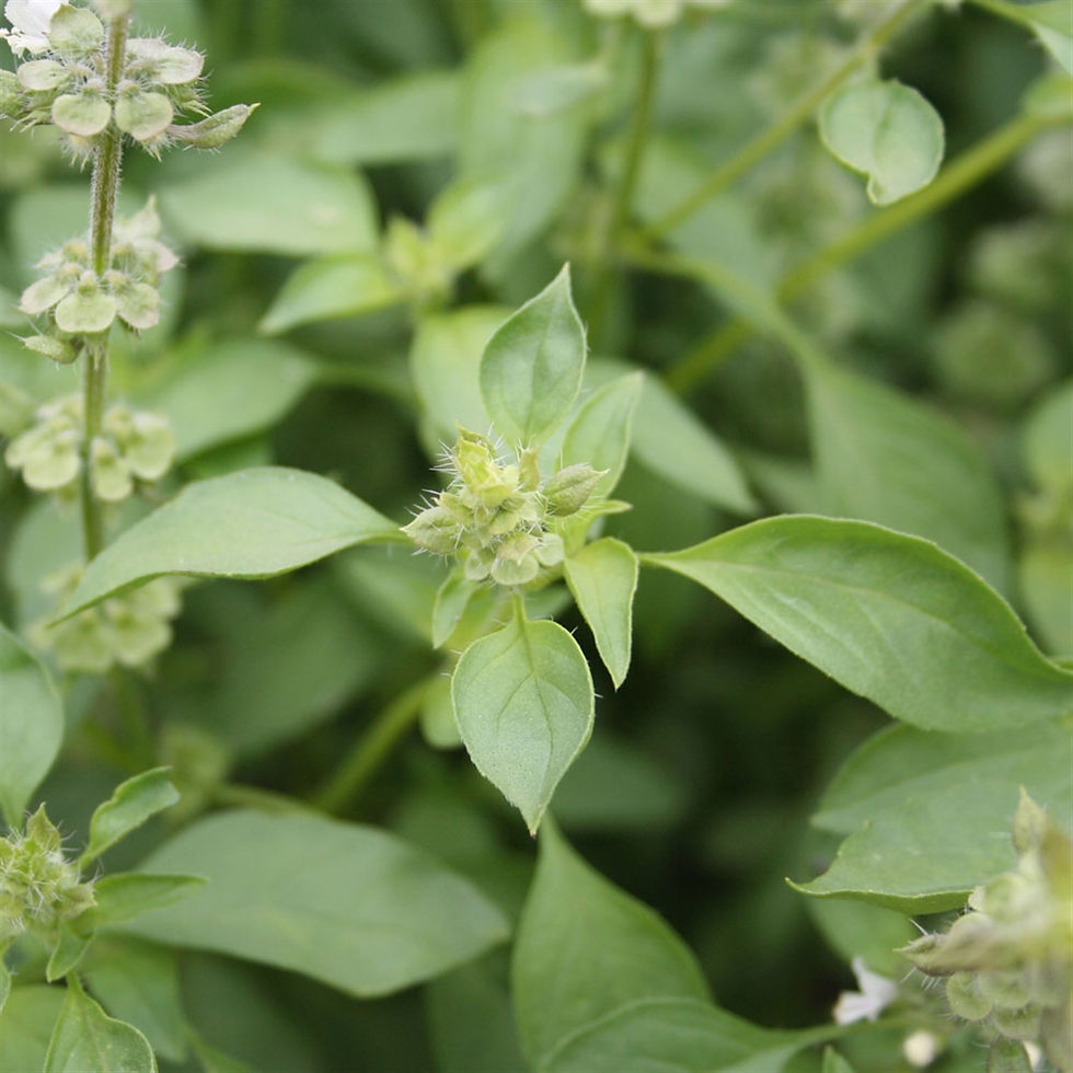 Thumbnail: Basilic Citron