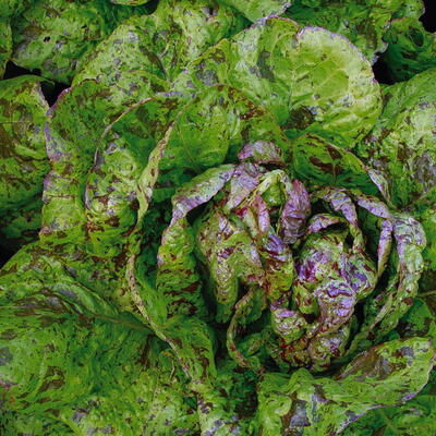 Miniature : Laitue pommée La Truite