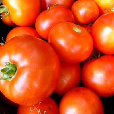 Miniature : Tomate Merveille des Marchés