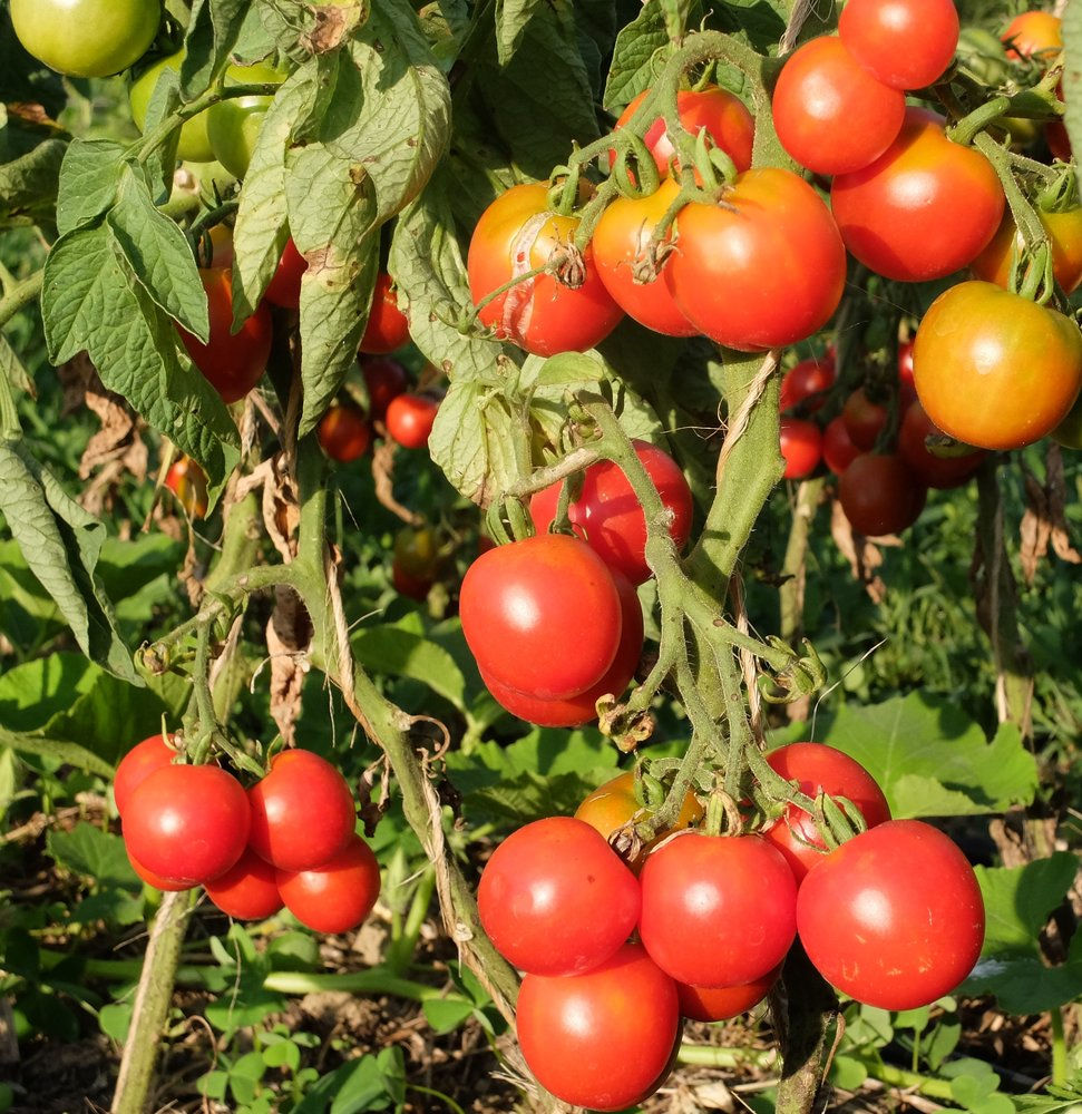 Miniature : Tomate Précoce de Quimper