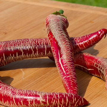 Miniature : Piment Éléphant