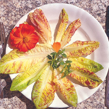 Miniature : Laitue pommée La Truite