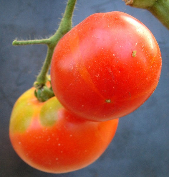 Miniature : Tomate Languedocienne