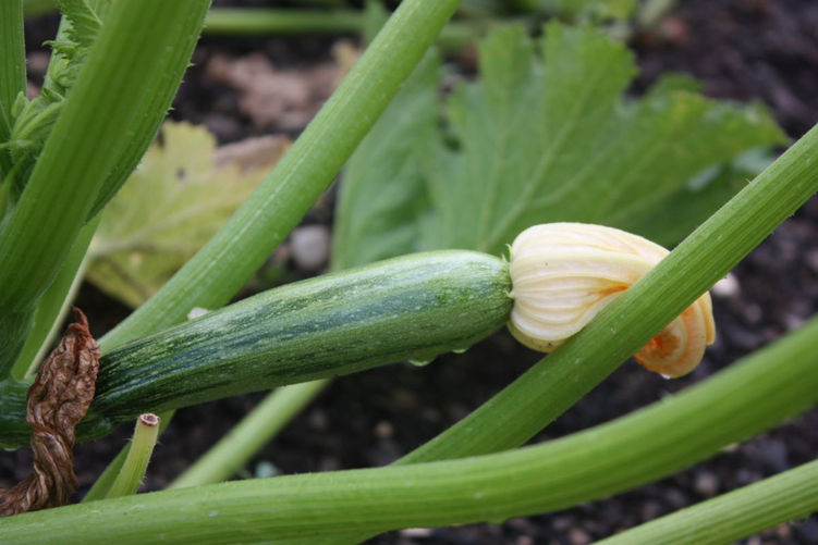 Thumbnail: Courgette de Gênes striée vert-jaune