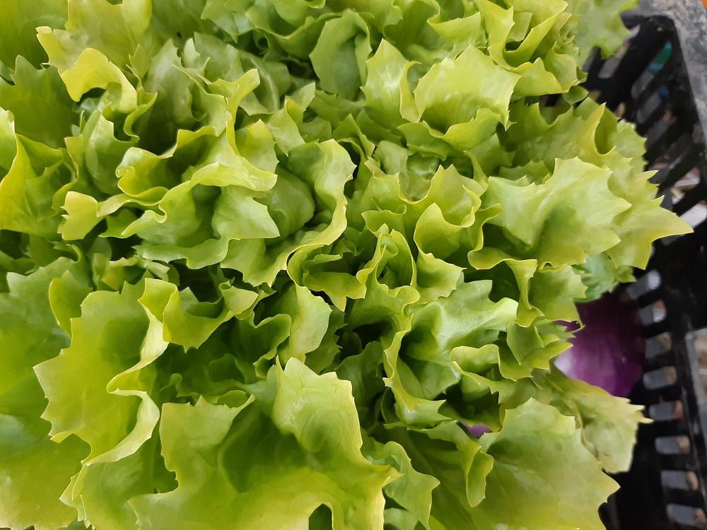 Chicorée scarole Lodévoise