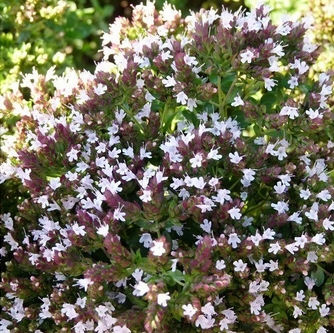 Thumbnail: Origan compact (Origanum vulgare)