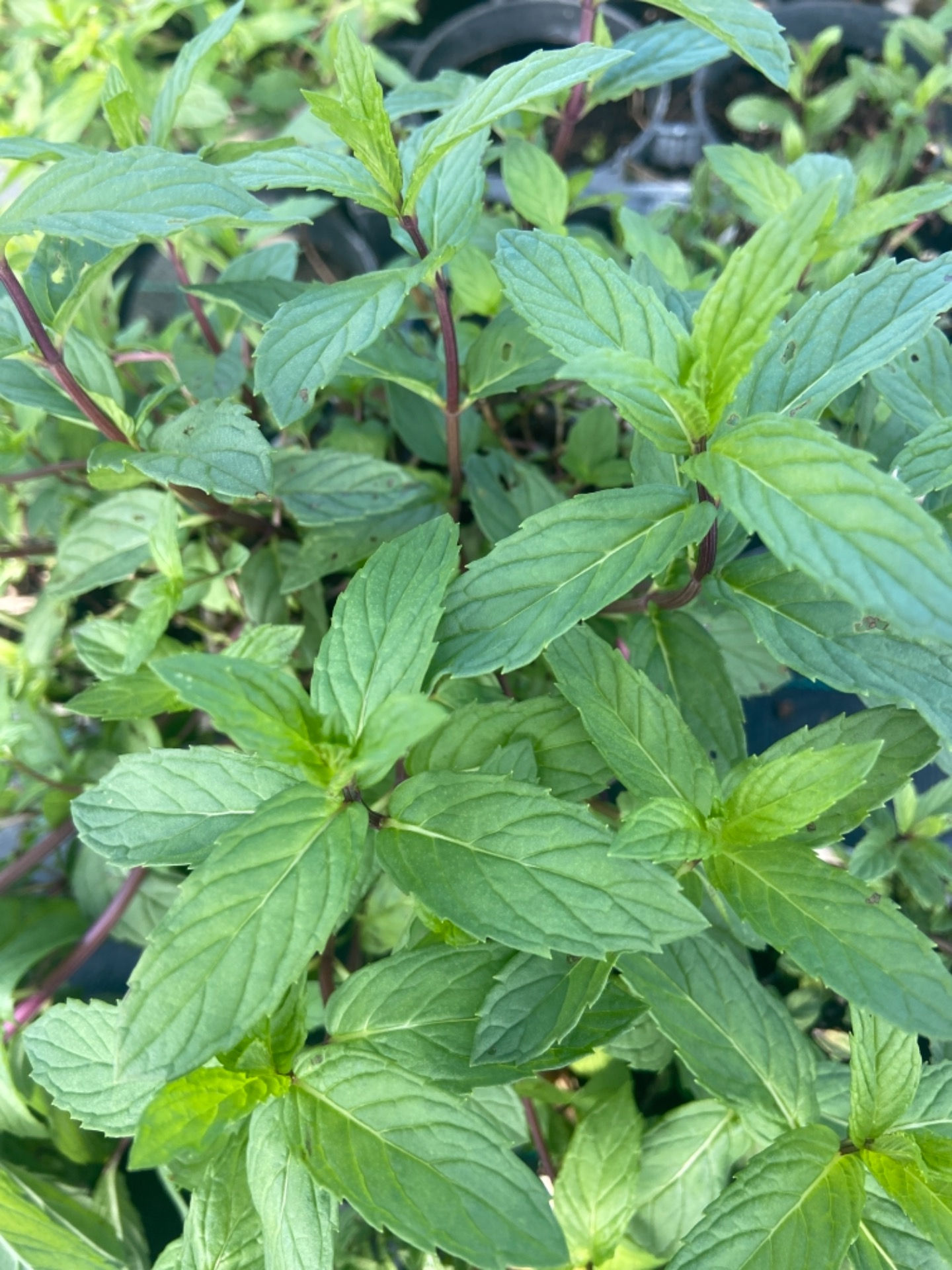 Menthe Ricqlès, Suisse, Ricola ou Glaciale (Mentha x piperita 'Riqulès' )