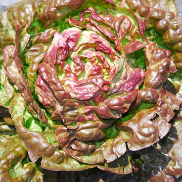 Thumbnail: Laitue pommée Merveille des quatre saisons