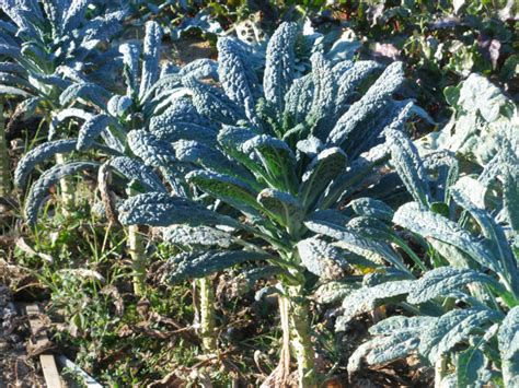 Miniature : Chou frisé Noir de Toscane