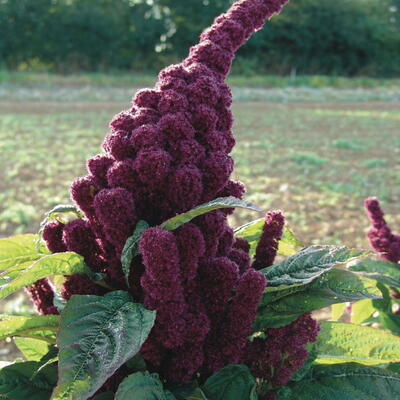 Thumbnail: Amarante Eléphant ou Tête Rouge