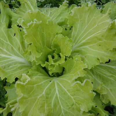 Miniature : Moutarde Tokyo Bekana