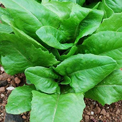 Miniature : Laitue Langue de Cerf