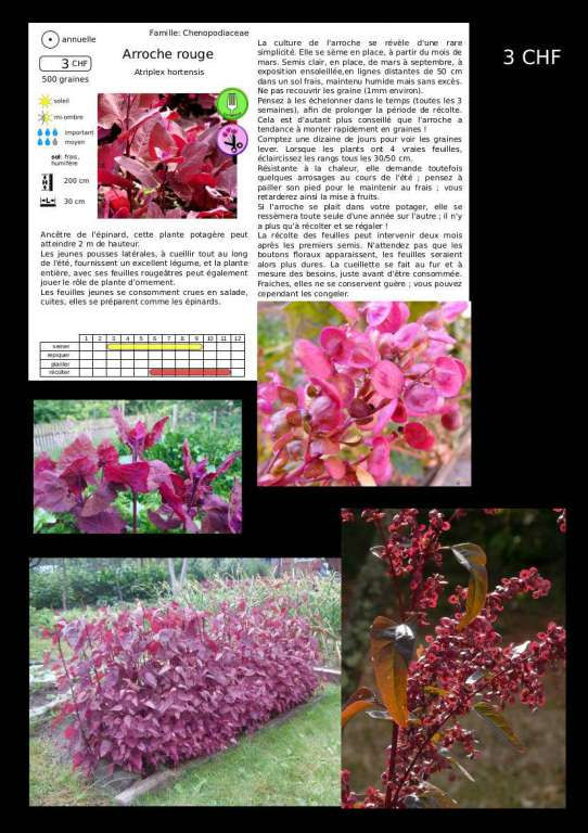 Miniature : graines Arroche rouge (Atriplex hortensis)