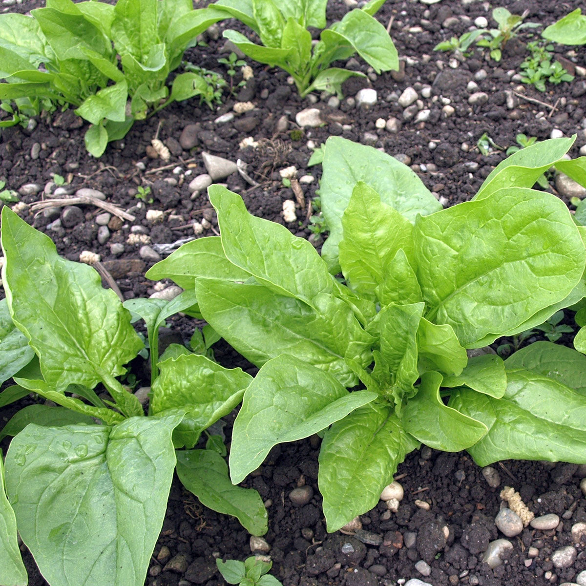 Epinard Première Récolte