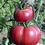 Miniature : Tomate Gregory Altai