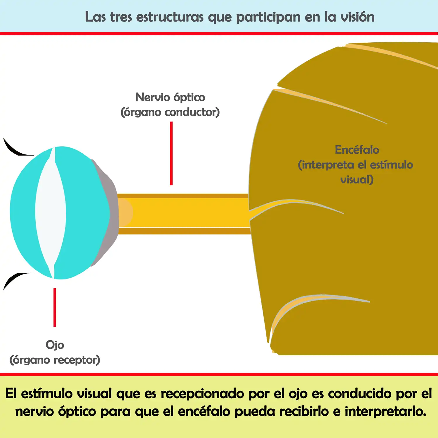 Estructuras que participan en la visión.