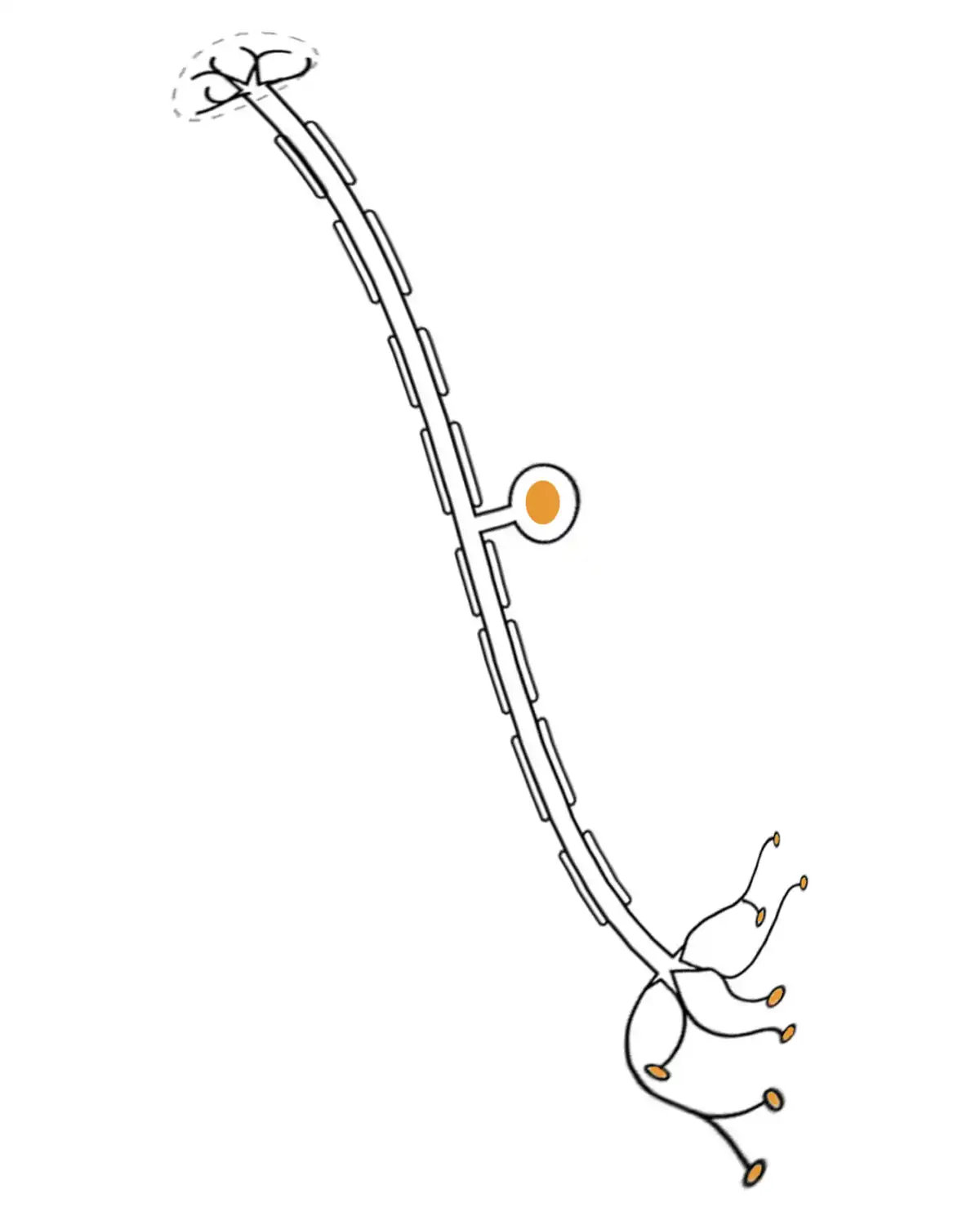 Neurona WP.webp
