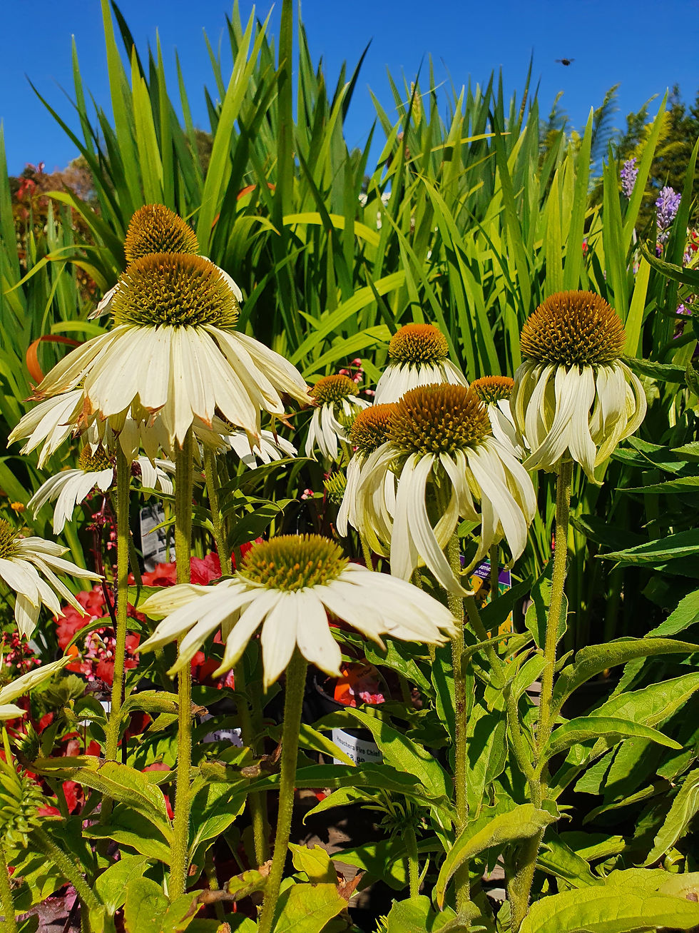 PLANTS