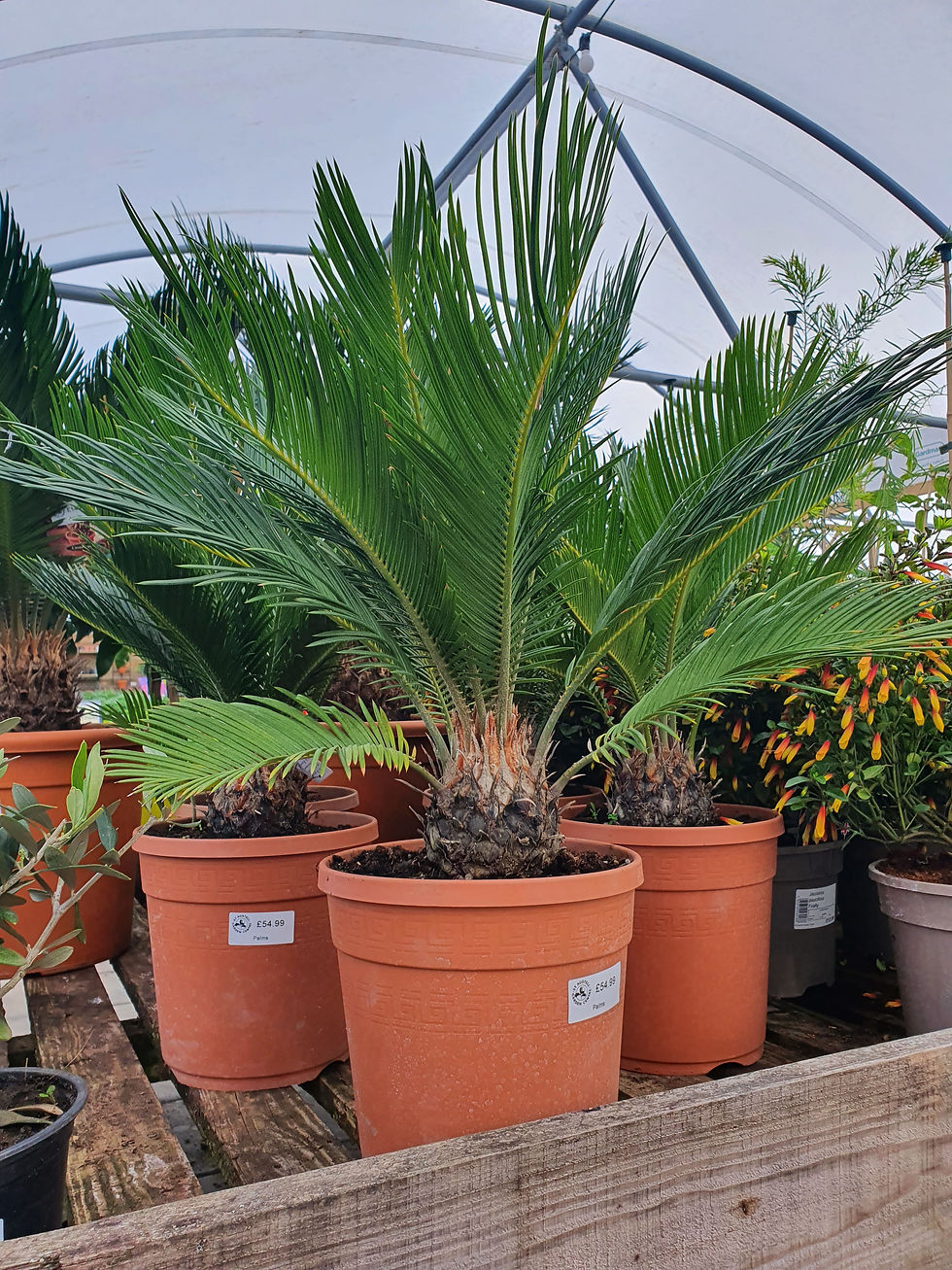 Plants St Austell Garden Centre Cornwall