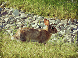 Beach Bunny