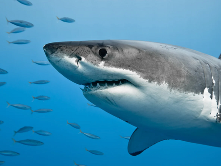 Shark Week Highlight: Jaws of History