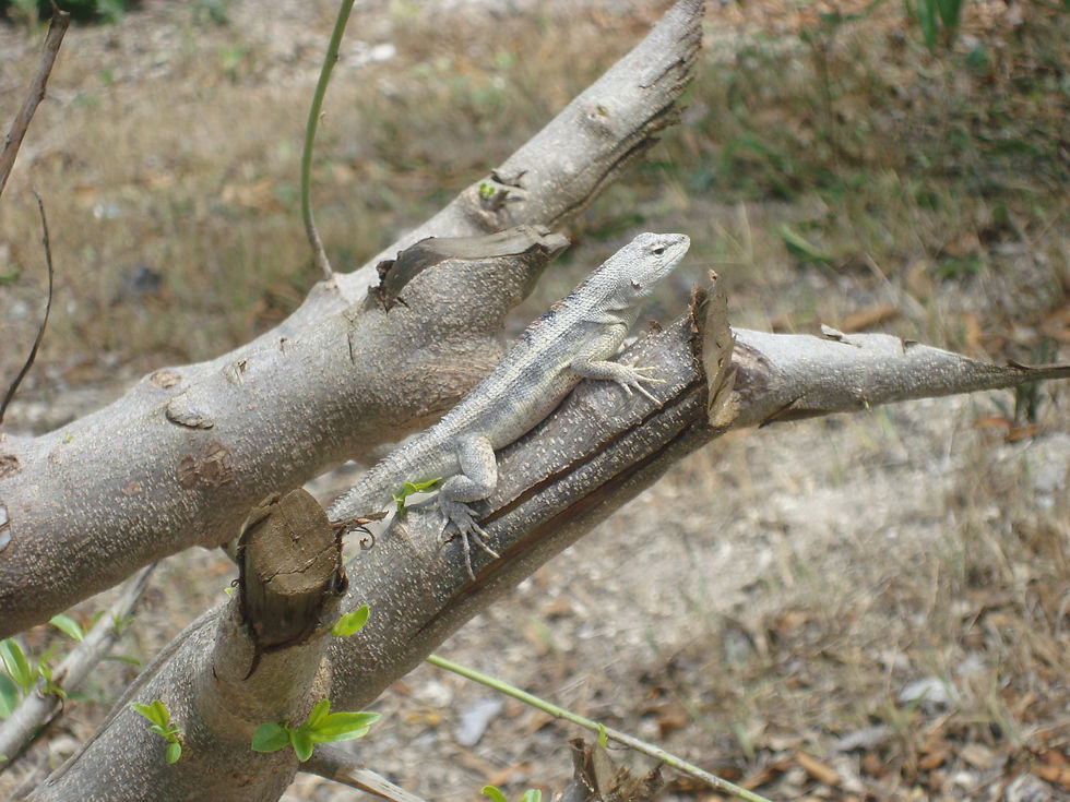 Fauna de Los Frailes
