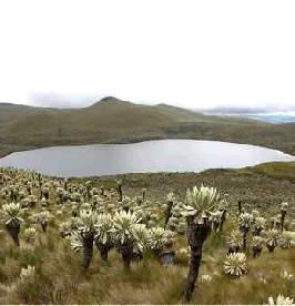 Laguna de Potrerillos