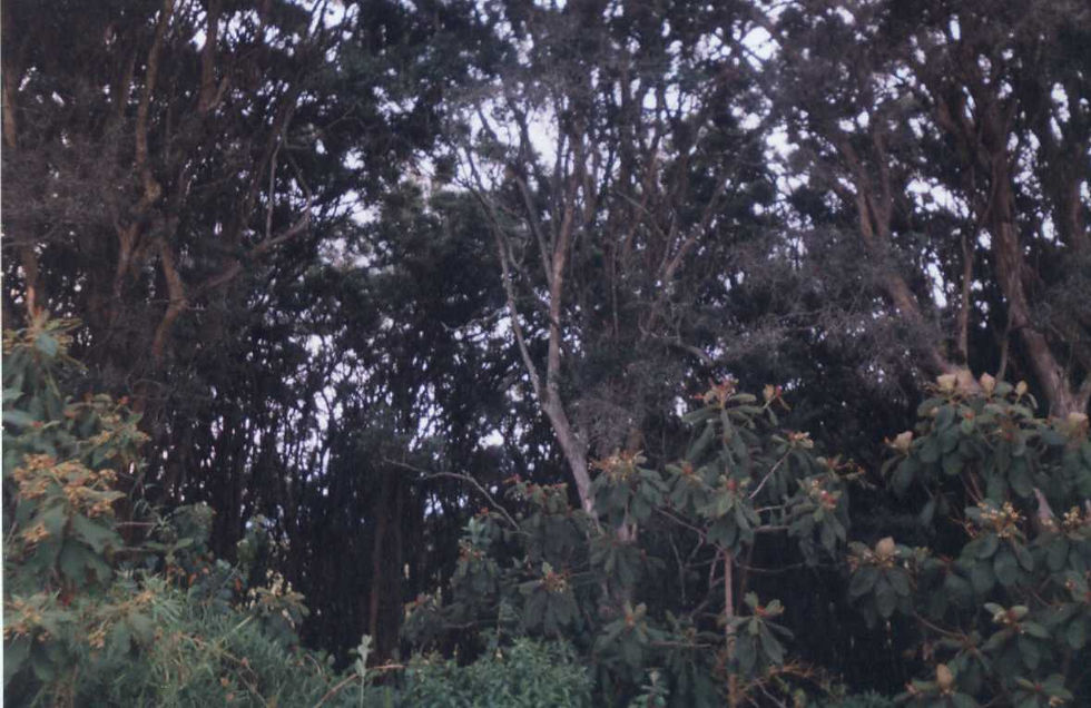 Bosque de Guanderas