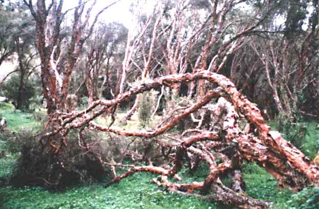 Bosque de Polylepis