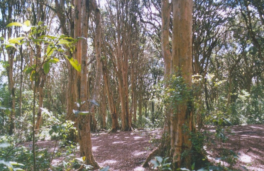Bosque de los Arrayanes