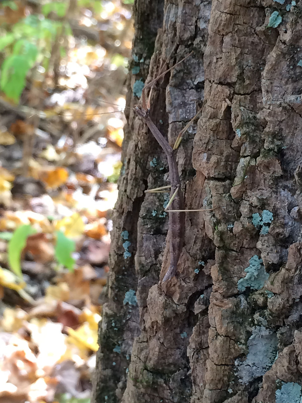 walking stick insect on a tree