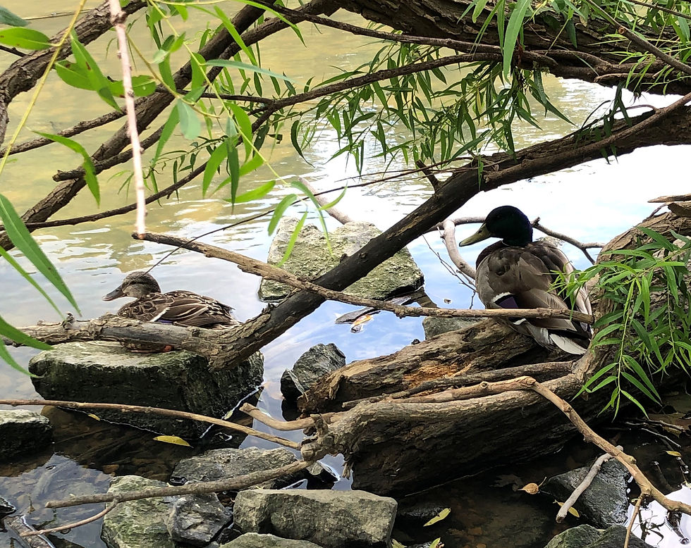 two ducks on rocks near a river, a branch hangs over them