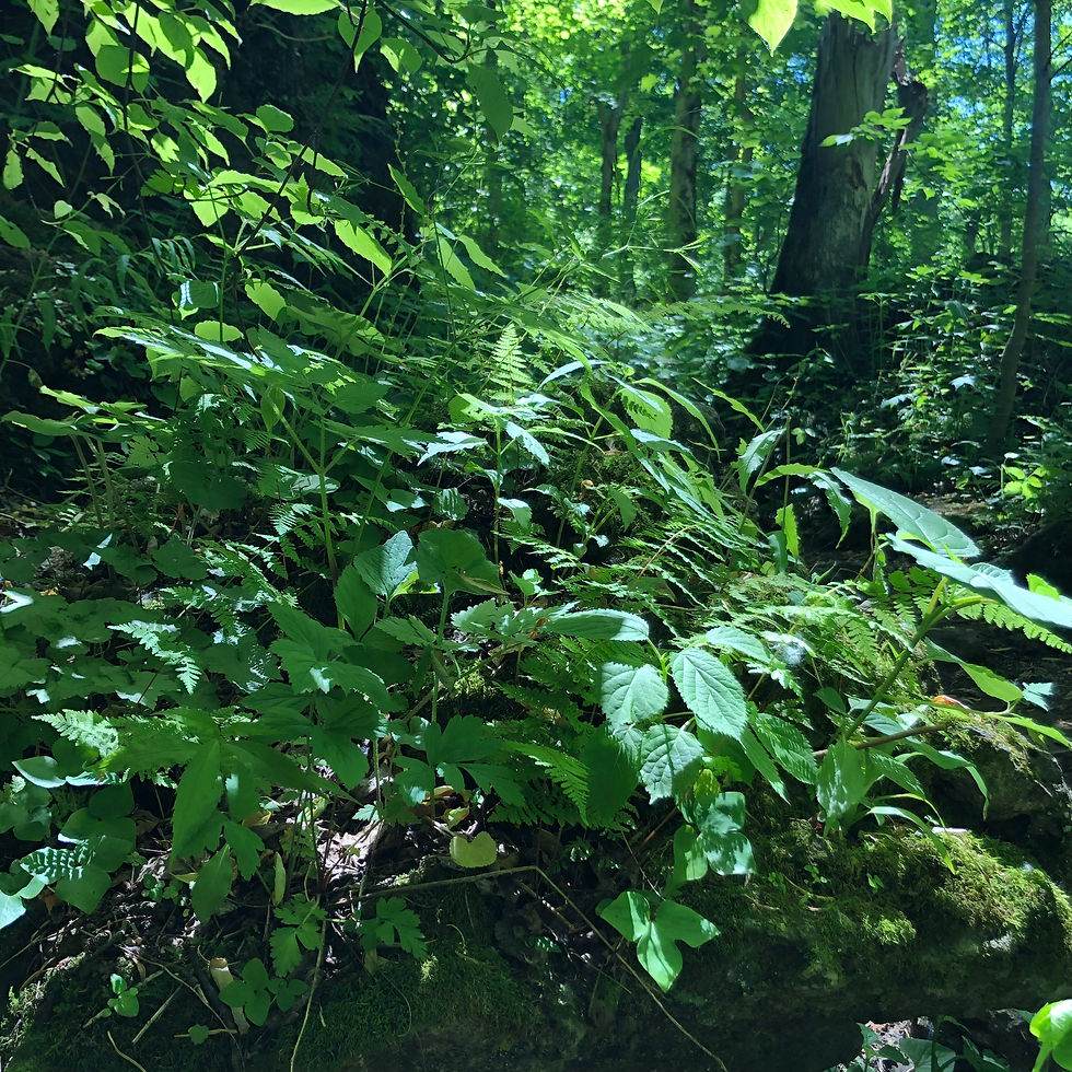 green trees and bushes in sunlight