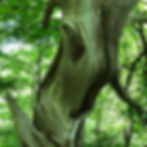 curved and twisted dead tree