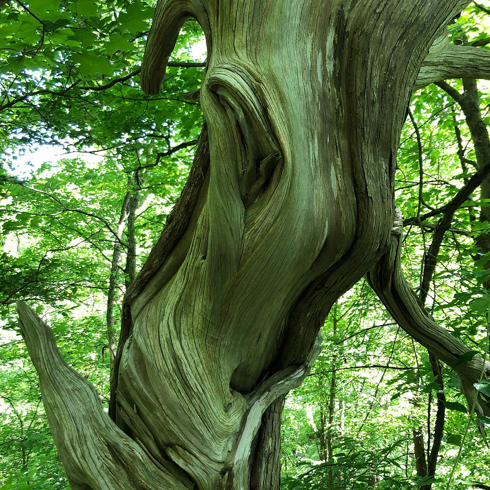 curved and twisted dead tree