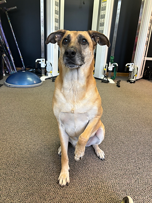 a medium-sized dog with a white belly, tan fur, black ears and muzzle sits on the floor with one paw raised - exercise equipment is in the background
