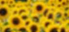 sunflowers-3792914_960_720.jpg