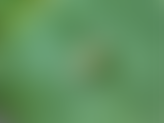 Be a Climate-Conscious Gardener