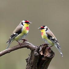 Native Irish finches.jpg